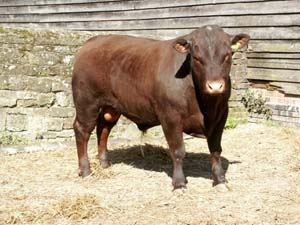 Sussex Cattle from Leconfield Farms Ltd