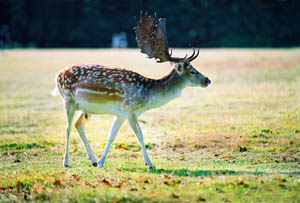 Deer in Petworth Park
