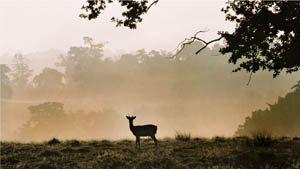 Petworth Deer Park