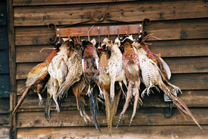Pheasants from the Petworth shoot
