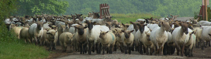 sheep on Leconfield Farms PEtworth